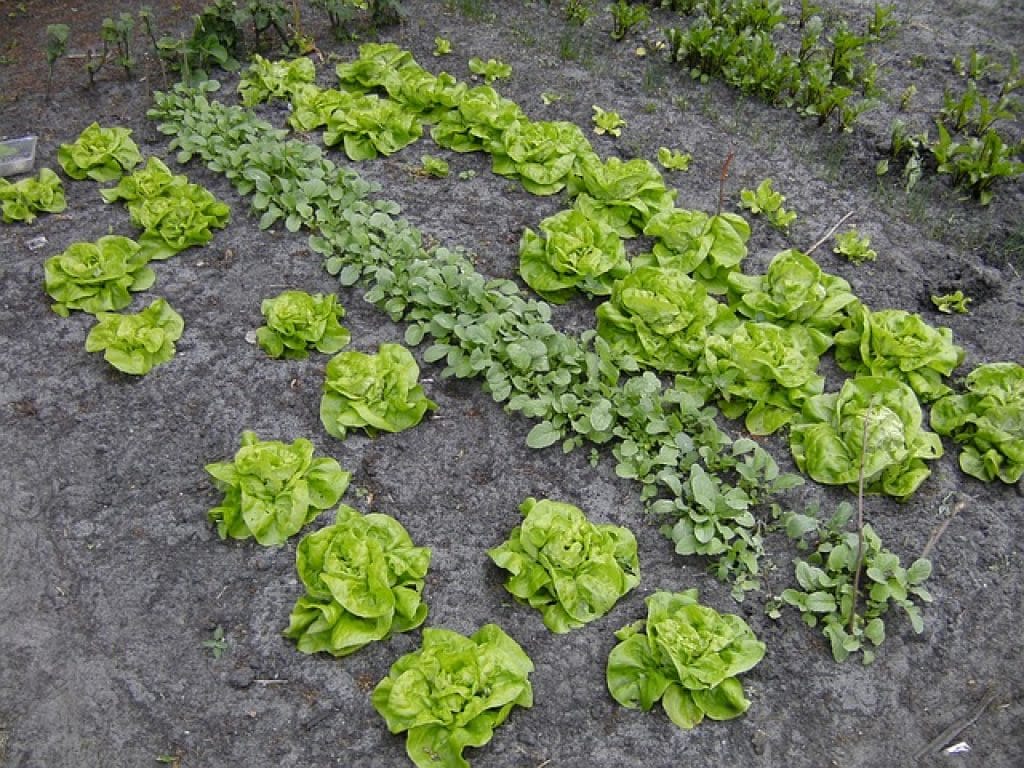 Leg een moestuin aan