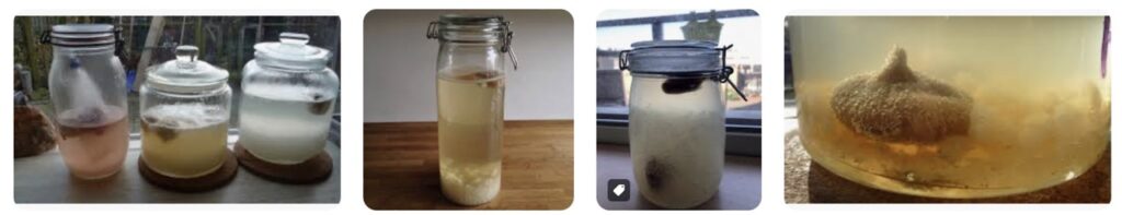 Waterkefir