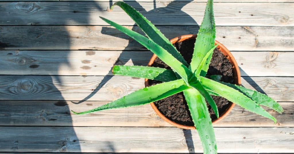 Aloe Vera Plant: De Ultieme Gids voor Verzorging, Aankoop en Gezondheid