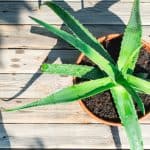 Aloe Vera Plant: De Ultieme Gids voor Verzorging, Aankoop en Gezondheid