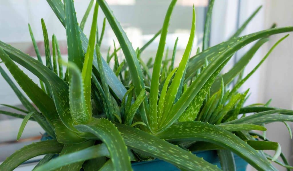 Aloe vera plant gebruiken