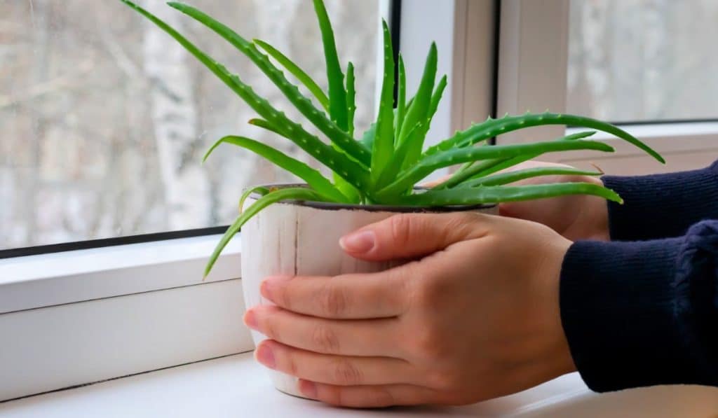 Aloe vera plant gebruiken: geneeskracht en koopadvies