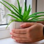 Aloe vera plant gebruiken: geneeskracht en koopadvies