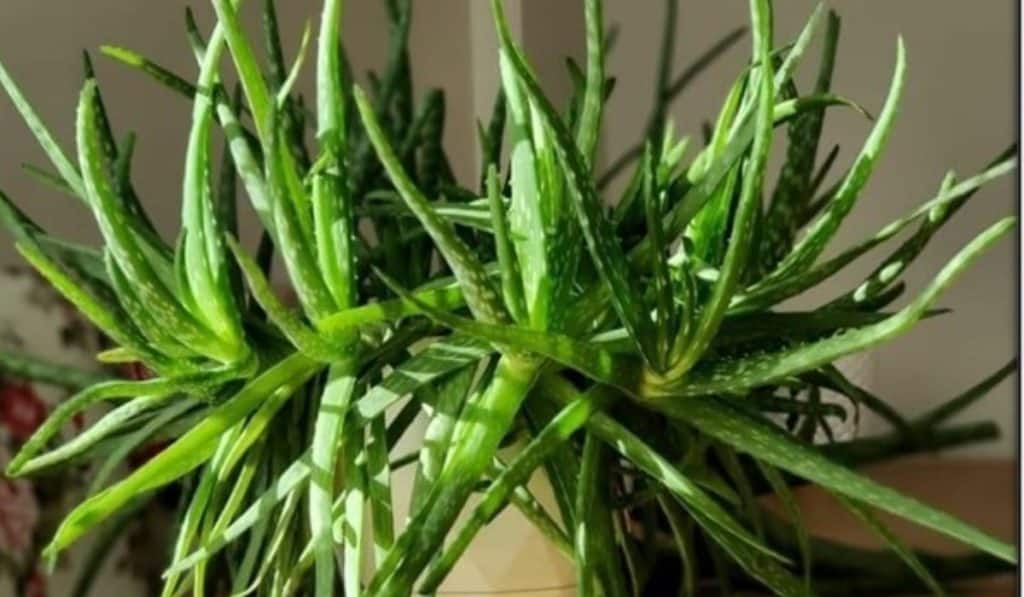 Aloe vera plant gebruiken