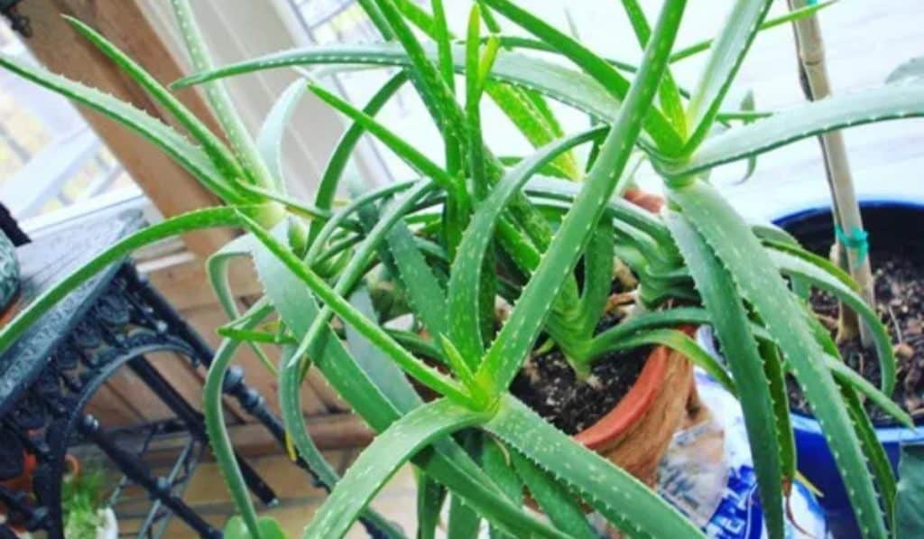 Aloe vera plant gebruiken