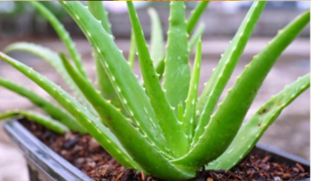 Aloe Vera Plant Verzorging