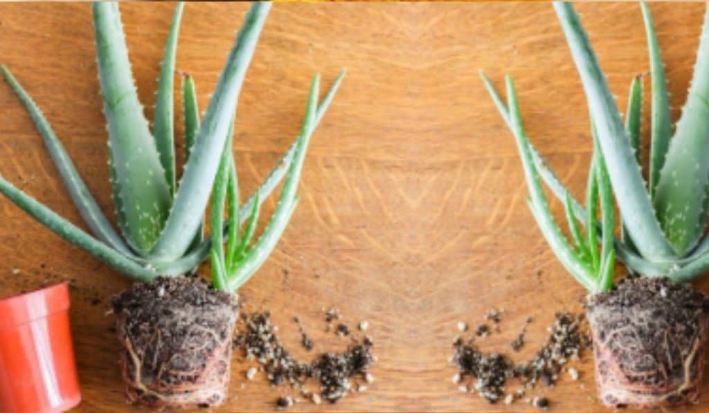 Aloe Vera Plant Verzorging