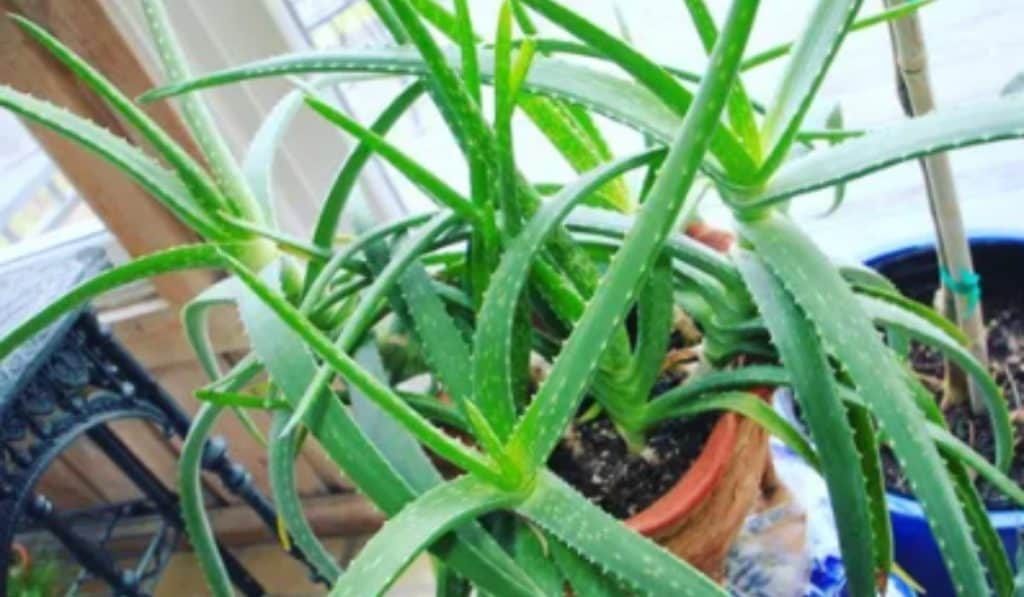 Aloe Vera Plant Verzorging: Voeding, Water, Zonlicht en Huidvoordelen