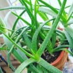 Aloe Vera Plant Verzorging: Voeding, Water, Zonlicht en Huidvoordelen