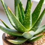 Aloe Vera Plant: Binnen & Buiten, Tips en Stekken