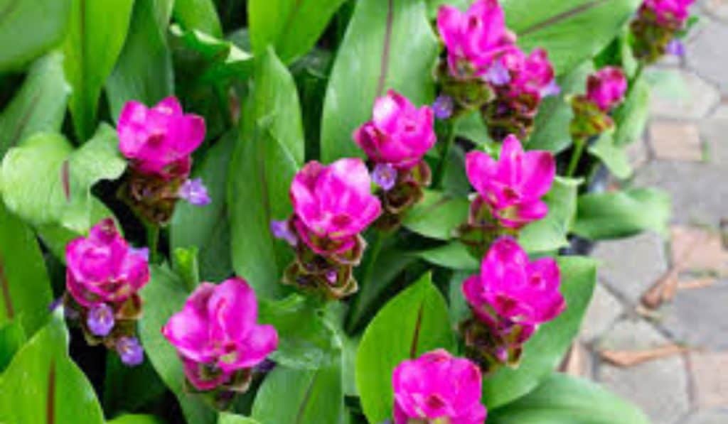 Curcuma plant