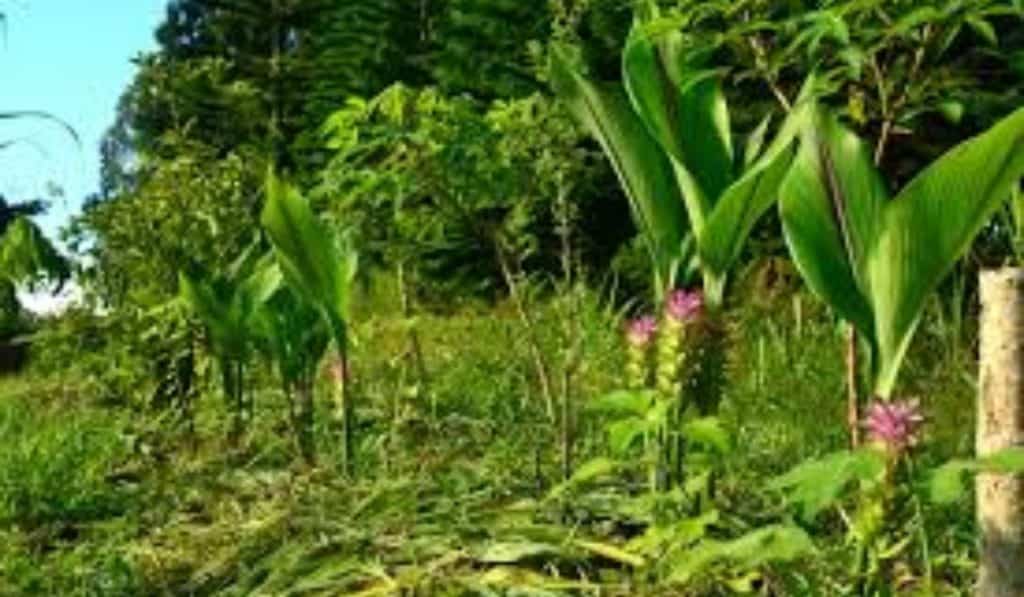 Curcuma plant