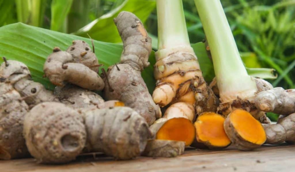 Curcuma plant verzorgen – water, licht en bemestingstips voor gezonde groei