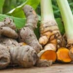 Curcuma plant verzorgen – water, licht en bemestingstips voor gezonde groei