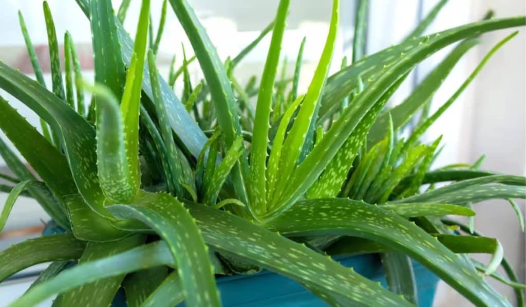 Aloe Vera Plant