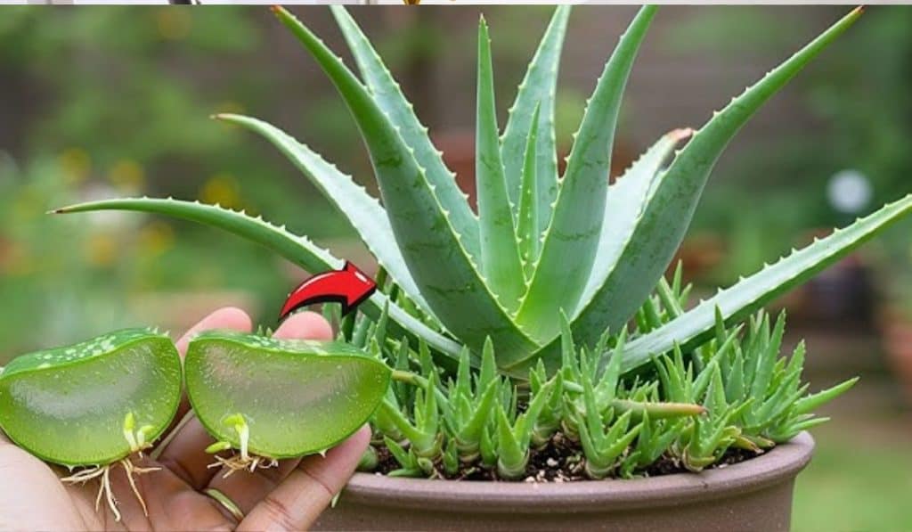 Aloe Vera Plant