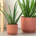 Aloe Vera Plant – Complete Gids voor Verzorging, Gebruik en Problemen