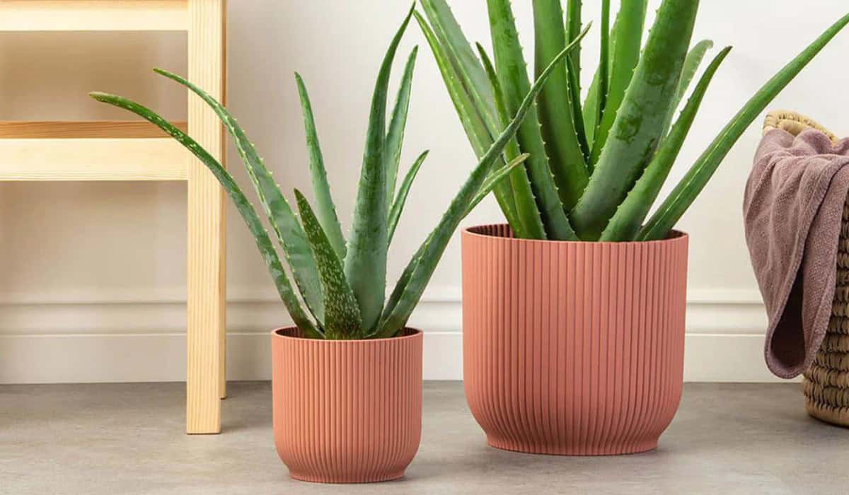 Aloe Vera Plant – Complete Gids voor Verzorging, Gebruik en Problemen