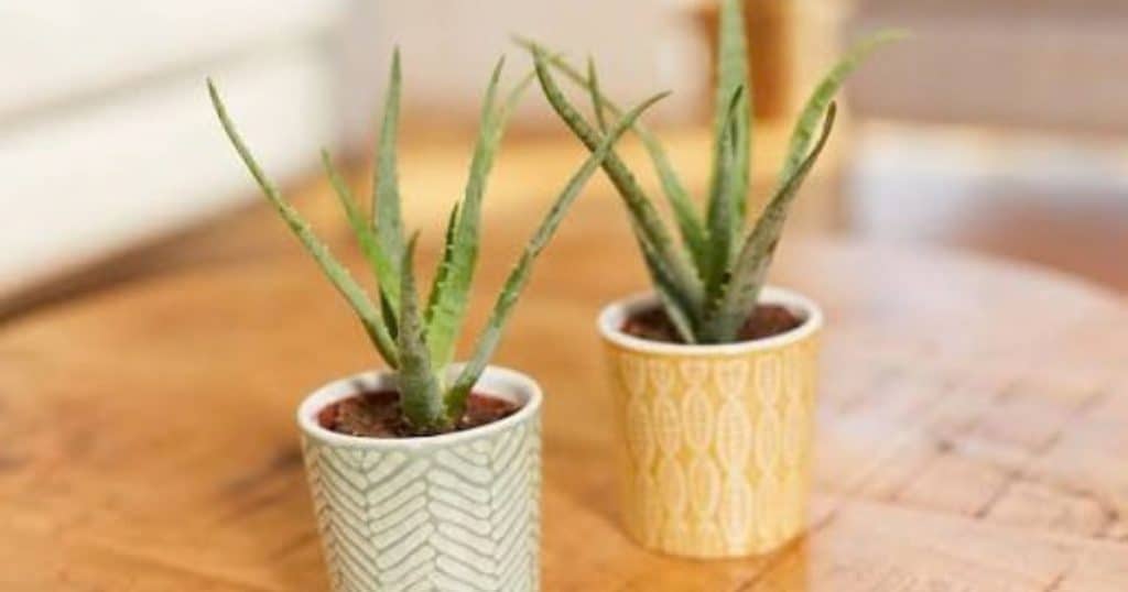 Aloe vera plant verzorgen: complete gids voor water, verzorging en gezonde groei