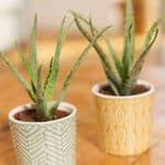 Aloe vera plant verzorgen: complete gids voor water, verzorging en gezonde groei