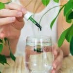 Chlorofyl Supplement: Voordelen, Werking, Gebruik en Waar Je Op Moet Letten