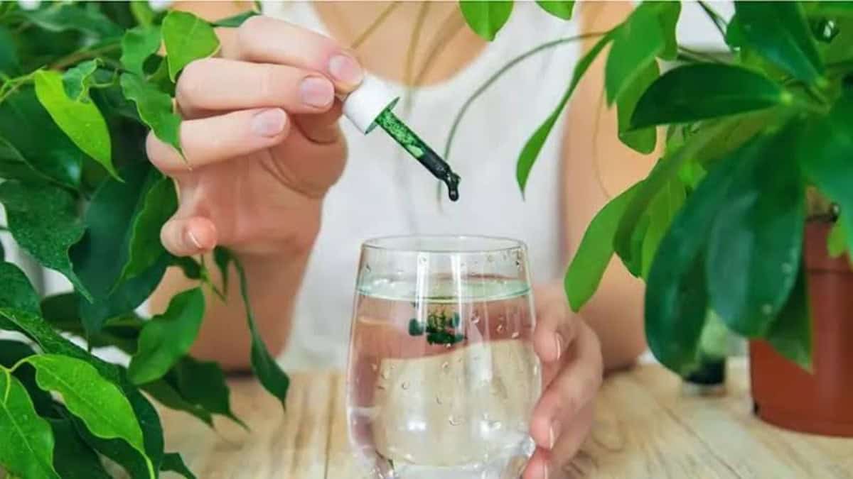 Chlorofyl Supplement: Voordelen, Werking, Gebruik en Waar Je Op Moet Letten