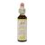 Bach Bloesem Remedie White Chestnut (20ml)